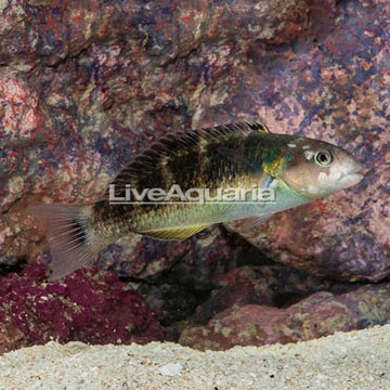 Jansen Saddle Wrasse