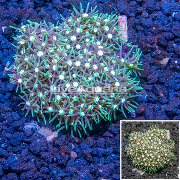 Starburst Polyps Indonesia