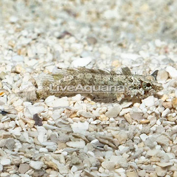 Rhino Blenny