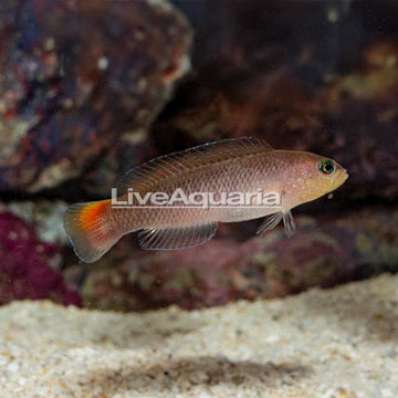 Yellow Breasted Dottyback