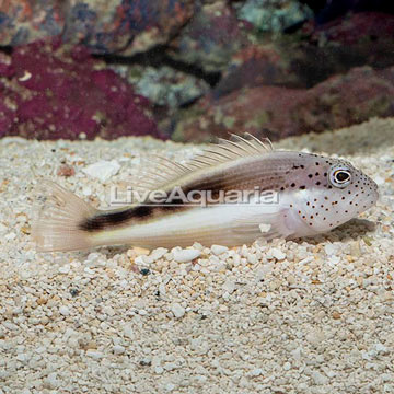 Freckled Hawkfish 