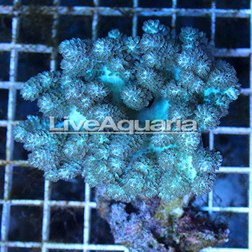 Pineapple Tree Coral Solomon