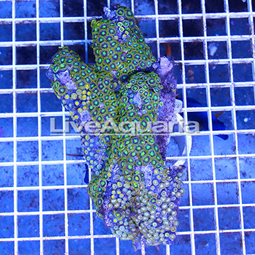 Zoanthus Coral Solomon