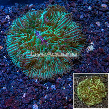 Short Tentacle Plate Coral Australia