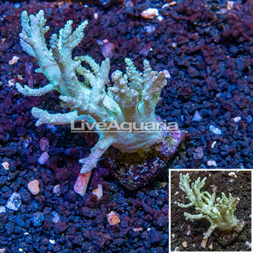 Sinularia Finger Leather Coral Fiji