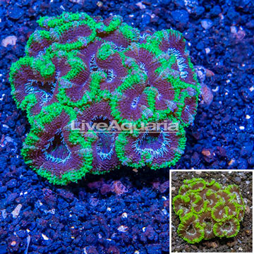 Acan Lord Coral Australia