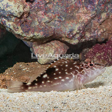 Giant Hawkfish 