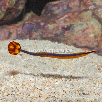 Bluestripe Pipefish, EXPERT ONLY 