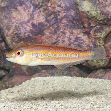 Sri Lankan Wrasse