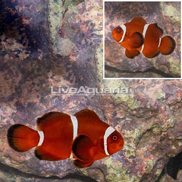 Gold Stripe Maroon Clownfish