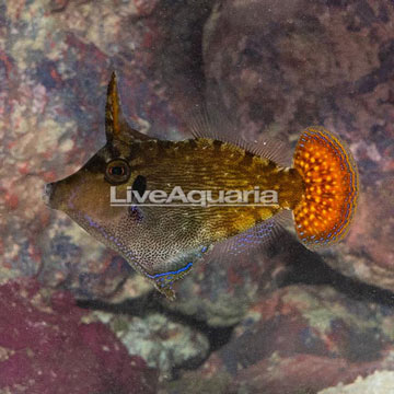 Orangetail Filefish