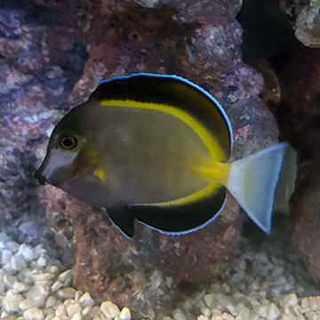 Powder Brown Tang
