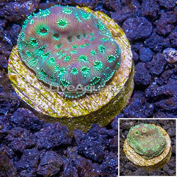 LiveAquaria® Cultured Pavona Coral