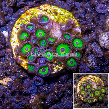 LiveAquaria® Cultured Zoanthus Coral 