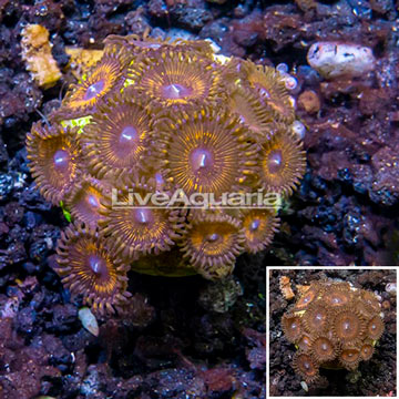 Zoanthus Coral Indonesia