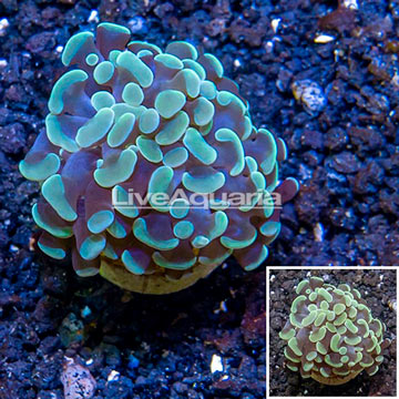 LiveAquaria® Cultured Hammer Coral