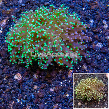 LiveAquaria® Cultured Frogspawn Coral 