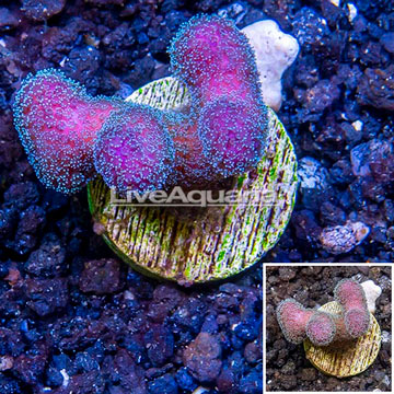 LiveAquaria® Cultured Stylophora Coral