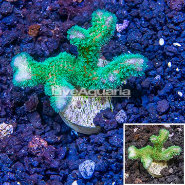 LiveAquaria® Cultured Stylophora Coral