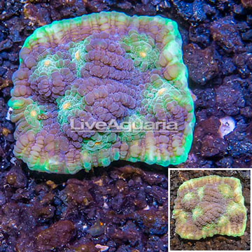 LiveAquaria® Cultured Ultra Chalice Coral