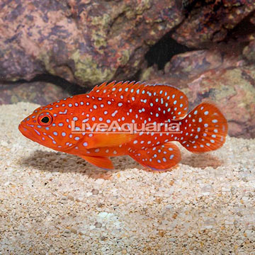 Miniatus Grouper