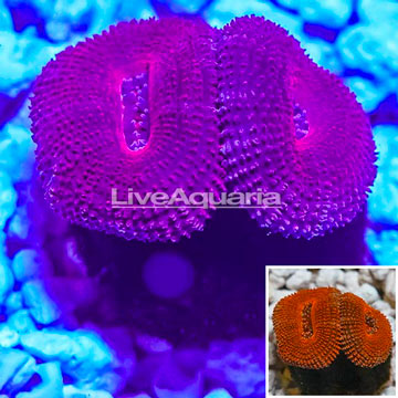 Acan Lord Coral Indonesia 