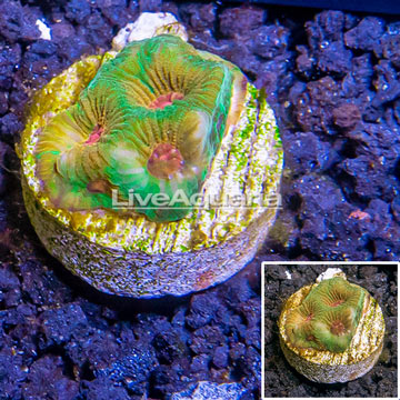 LiveAquaria® Cultured Favia Coral