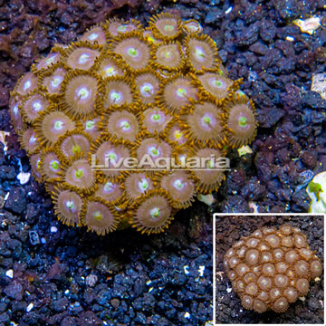 Zoanthus Coral Indonesia