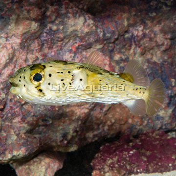 Porcupine Puffer