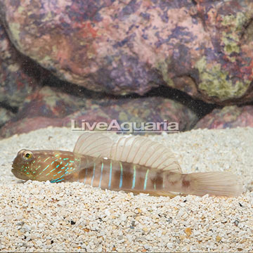 Lagoon Shrimp Goby