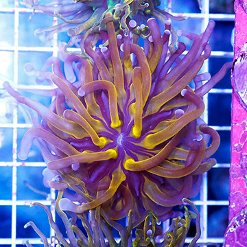 USA Cultured Torch Coral