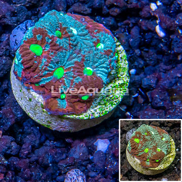 LiveAquaria® Cultured War Coral 