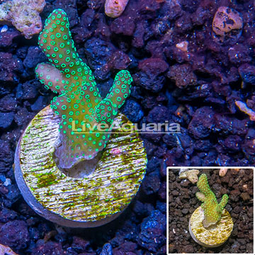 LiveAquaria® Cultured Green Stylophora Coral