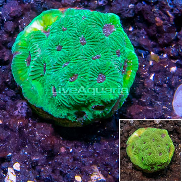 LiveAquaria® Cultured Favia Coral