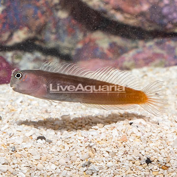 Bicolor Blenny