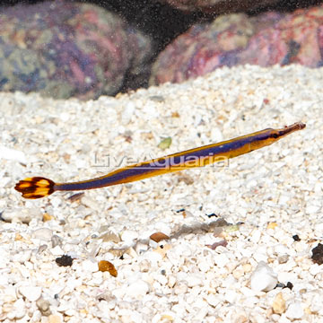 Bluestripe Pipefish, EXPERT ONLY 