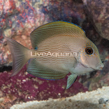 Orange Stripe Bristletooth Tang