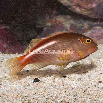 Arc-eye Hawkfish 