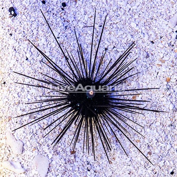 Black Longspine Urchin 