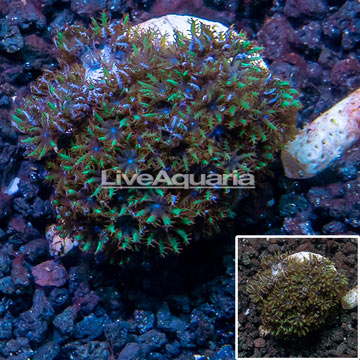 LiveAquaria® Cultured Blue Sympodium Coral 