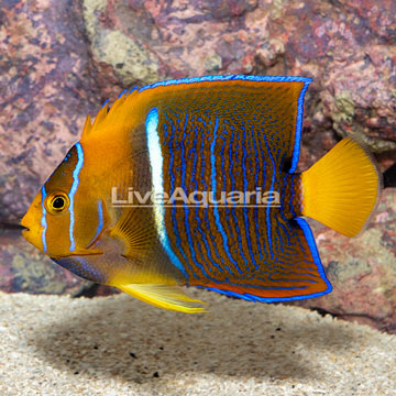 Passer Angelfish