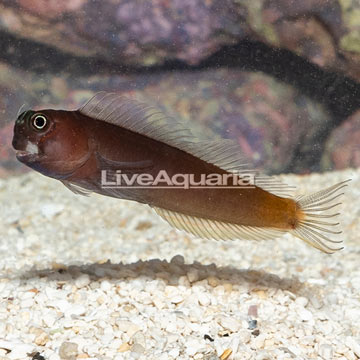 Bicolor Blenny