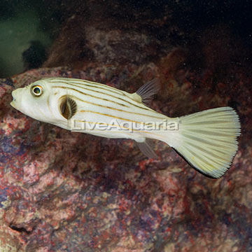 Narrow-Lined Puffer