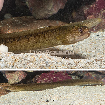 Golden Tail Moray eel