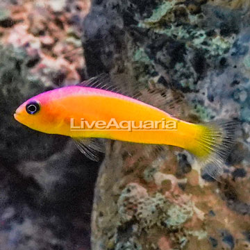 Purple Stripe Dottyback