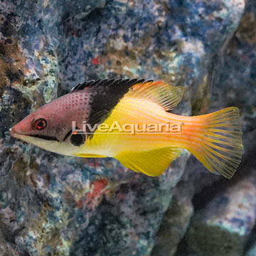 Coral Hogfish 