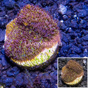 LiveAquaria® Cultured Leptoseris Coral