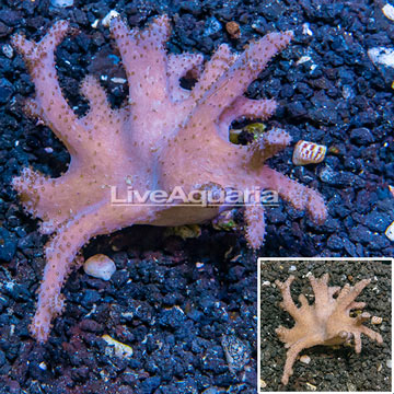 Sinularia Leather Coral Vietnam