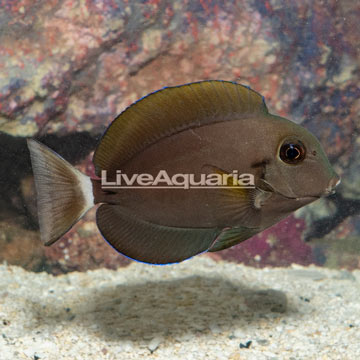 Epaulette Surgeonfish