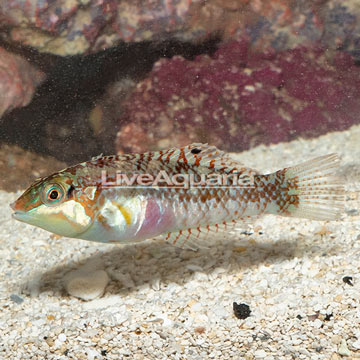 Nebulosus Wrasse